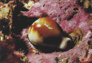This cowry has withdrawn its mantle into its shell