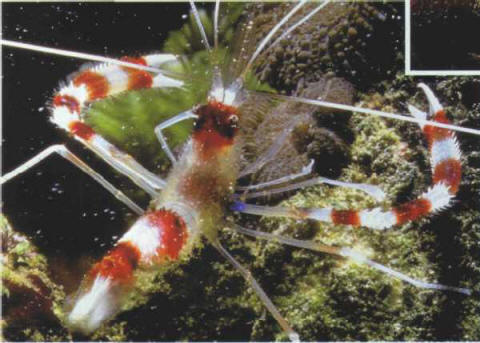 Shrimps play an ecological role by feeding on fishes' leftovers