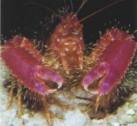 Enomotoplus sp., the lobster crab, related to the langoustine, is an attractive and placid resident.