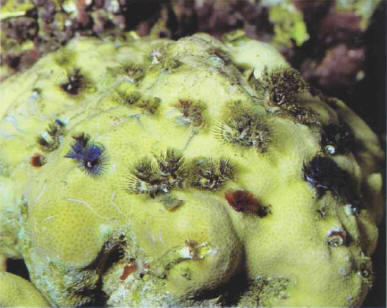 "Live rocks" are covered with many small organisms (worms, Coelenterates) which would be difficult to introduce into an aquarium in any other way.