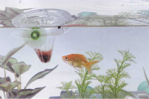 Tubifex worms can be distributed to fish by means of a special accessory