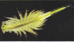 Artemia salina