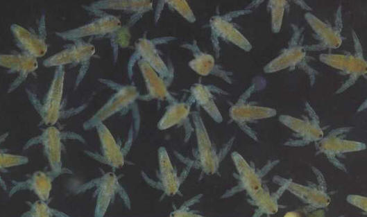 Artemia salina (Brine shrimp) nauplii: these are indispensable for feeding the fry of most species