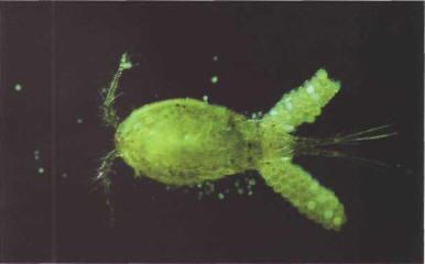 Copepods, among the constituents of natural marine plankton, form the basis of the diet of certain fish