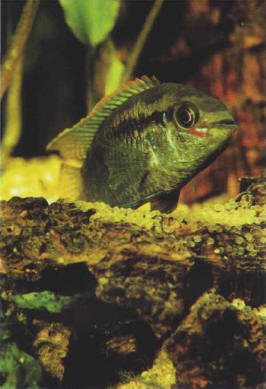 Some fish lay their eggs on a horizontal support, then ventilate and protect them from the rapaciousness of other species