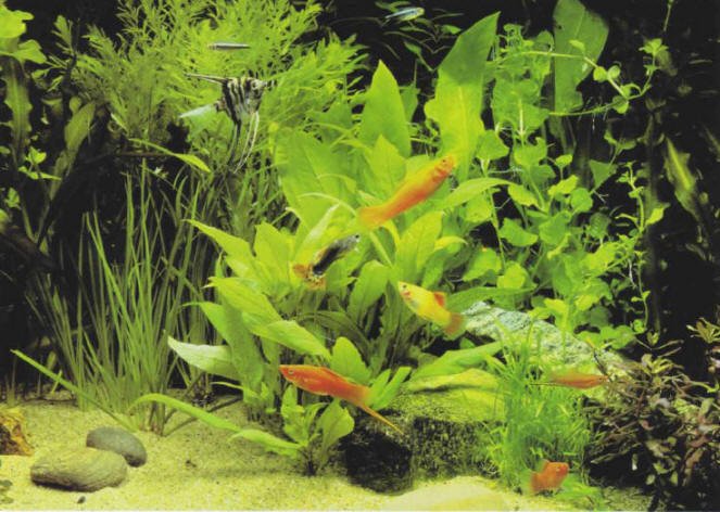 Vegetation can thrive in an aquarium,if it is provided with good lighting and nutrient salts.