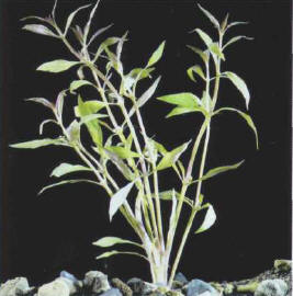 Cuttings can be easily taken from most stemmed plants, provided a few precautions are taken.