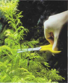 To take a cutting from a stemmed plant, it is advisable to make a clean cut.
