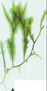 Marine algae of the Caulerpa genus multiply by extending a runner, which sprouts new leaves