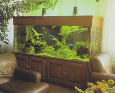 An aquarium can only be fully appreciated when it is integrated into its environment.
