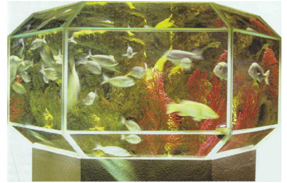 "Diamond" tank. An original shape providing a striking visual effect. (La Rochelle Aquarium)