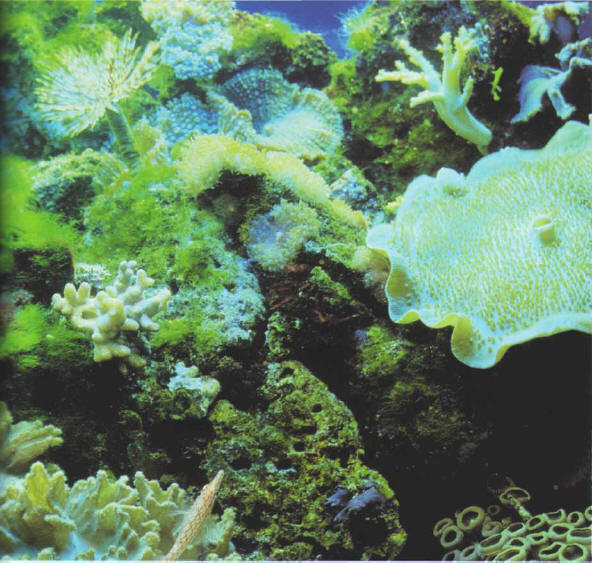 Light is recognized as being important for plants, and also for marine invertebrates. It must be sufficiently strong to reach the bottom of the aquarium.