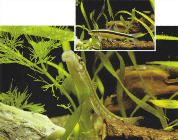 Several fish can be used in the biological battle against algae in fresh water: Epalzeorhynchus siamensis (right) and Gyrinocheilus aymonieri (left).