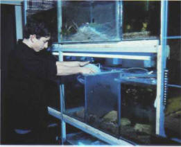 A young hobbyist and aquarium dub member remounting several tanks