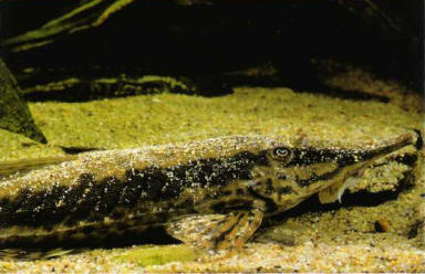 Some fish (here, Sturisoma rostratum, from South America) use fine sand to hide themselves, either wholly or partially.