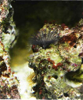 Live rocks and the organisms they carry enhance the functioning of a marine aquarium.
