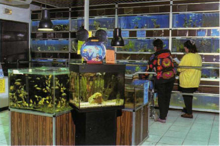 Specialist stores offer a wide range of fish species, including those suitable for novices.