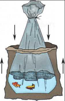 Fish must be transported in airtight bags containing more air than water.