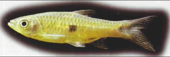 Rasbora elegans