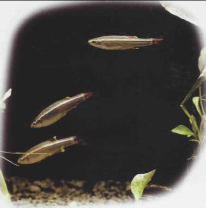 Epalzeorhynchus kallopterus