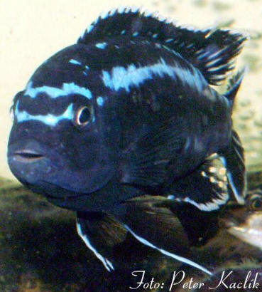 Melanochromis johannii