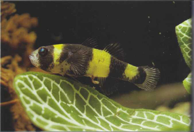 Brachygobius xanthozona (Gobiidae)
