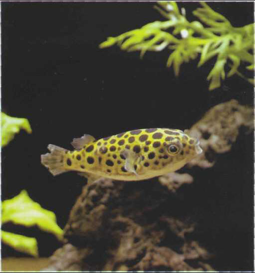 Tetraodon fluviatilis