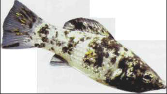 Poecilia sphenops (molly)