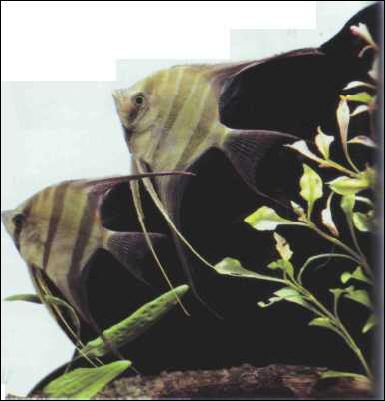 Pterophyllum altum