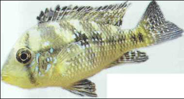 Geophagus brasiliensis