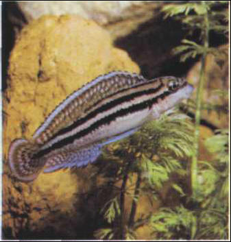 Julidochromis dickfeldi