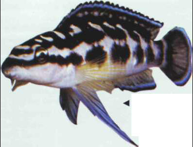 Julidochromis transcriptus