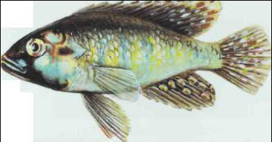 Astatotilapia burtoni