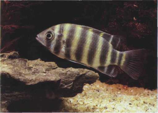 Tilapia buttikoferi