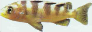 Melanochromis crabo