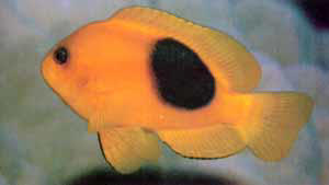 Amphiprion ephippium