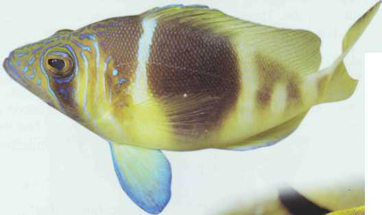 Hypoplectrus guttavarius