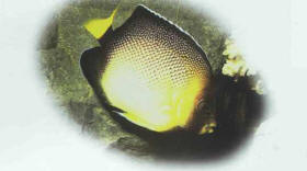 Apolemichthys xanthurus