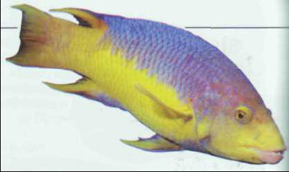 Bodianus rufus