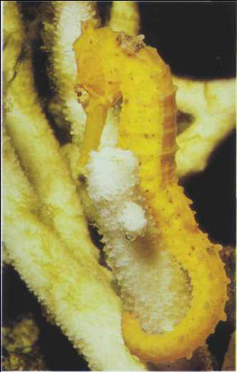 Hippocampus kuda