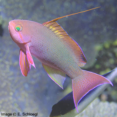 Pseudanthias squamipinnis