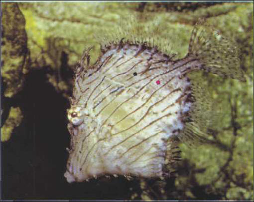 Chaetoderma penicilligrum