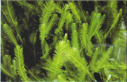 Caulerpa sertularoides