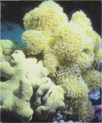 Sarcophyton (Alcyoniidae)