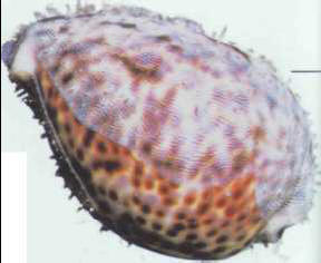 Cypraea