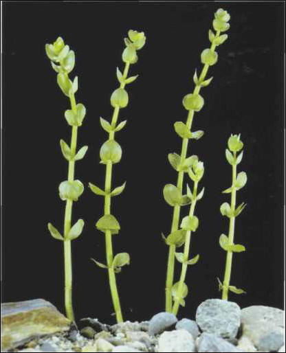 Bacopa caroliniana