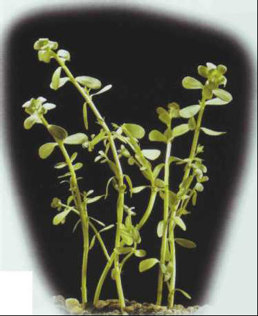 Bacopa monnieri