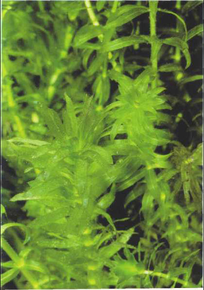 Egeria densa