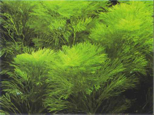 Limnophila heterophylla