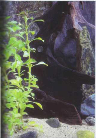 Ludwigia repens